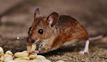 24 Hour & Emergency Exterminators in Clifford, ND